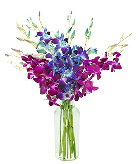DELIVERY by Tue, 02/20 Guaranteed IF Order Placed by 02/19 Before 2PM EST. KaBloom Valentine´s PRIME NEXT DAY DELIVERY - Bouquet of 10 Blue Orchid with Vase For Gift for Valentine, Mother’s Day 304659763