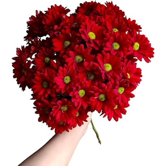 20 Fresh Cut Rojo Daisy Flowers DIY Hydroponic Flower A