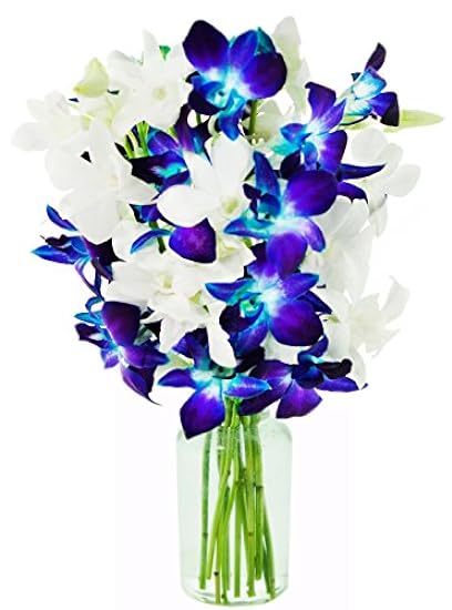 DELIVERY by Tue, 02/20 Guaranteed IF Order Placed by 02/19 Before 2PM EST. KaBloom Valentine´s PRIME NEXT DAY DELIVERY - Bouquet of 10 Blue Orchid with Vase For Gift for Valentine, Mother’s Day 304659763